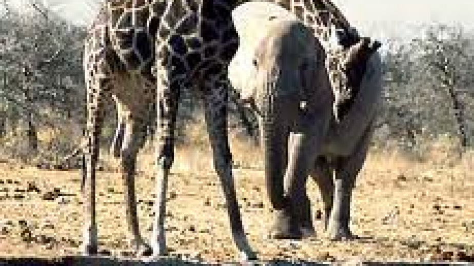 Elephant are than giraffes. Elephant vs Giraffe. Слон vs Жираф фото. Кто сильнее Лось или Жираф. Кто лучше победит слон или Жирафы.